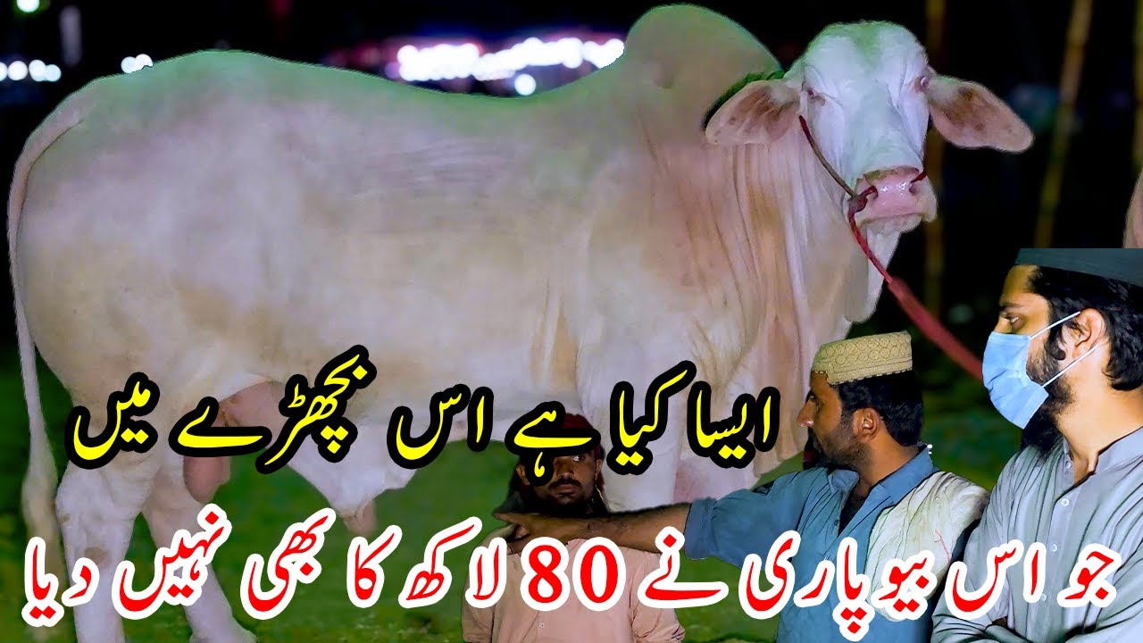 80 Lacs Ka Bhi Nahi Diya? Biopari Ne Konsi Dawai Pee Hai? Northern Bypass Cow Mandi | Bakra Eid 2024