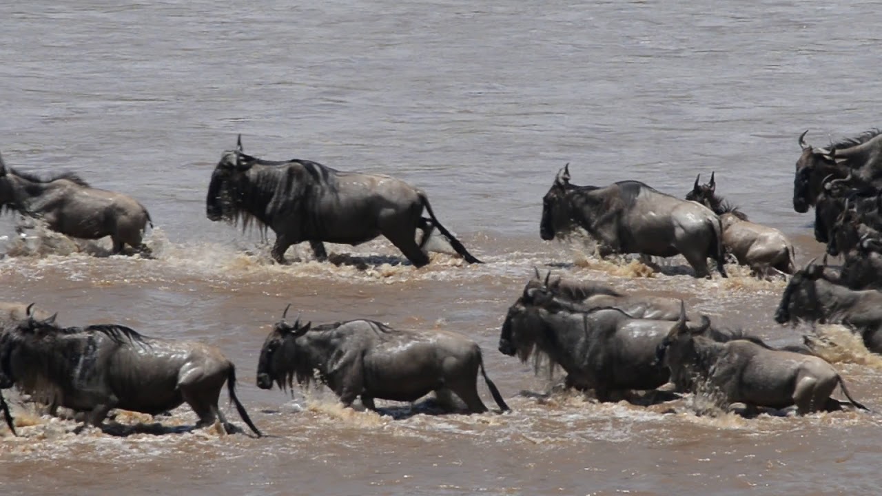 The Deadly Wildebeest Migration - Masai Mara Oct 2017