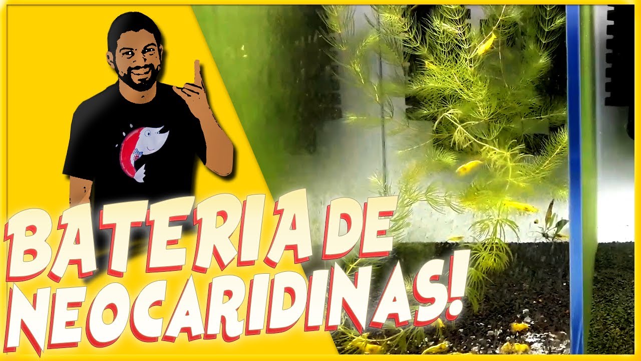 Mini BATERIA Para NEOCARIDINAS!