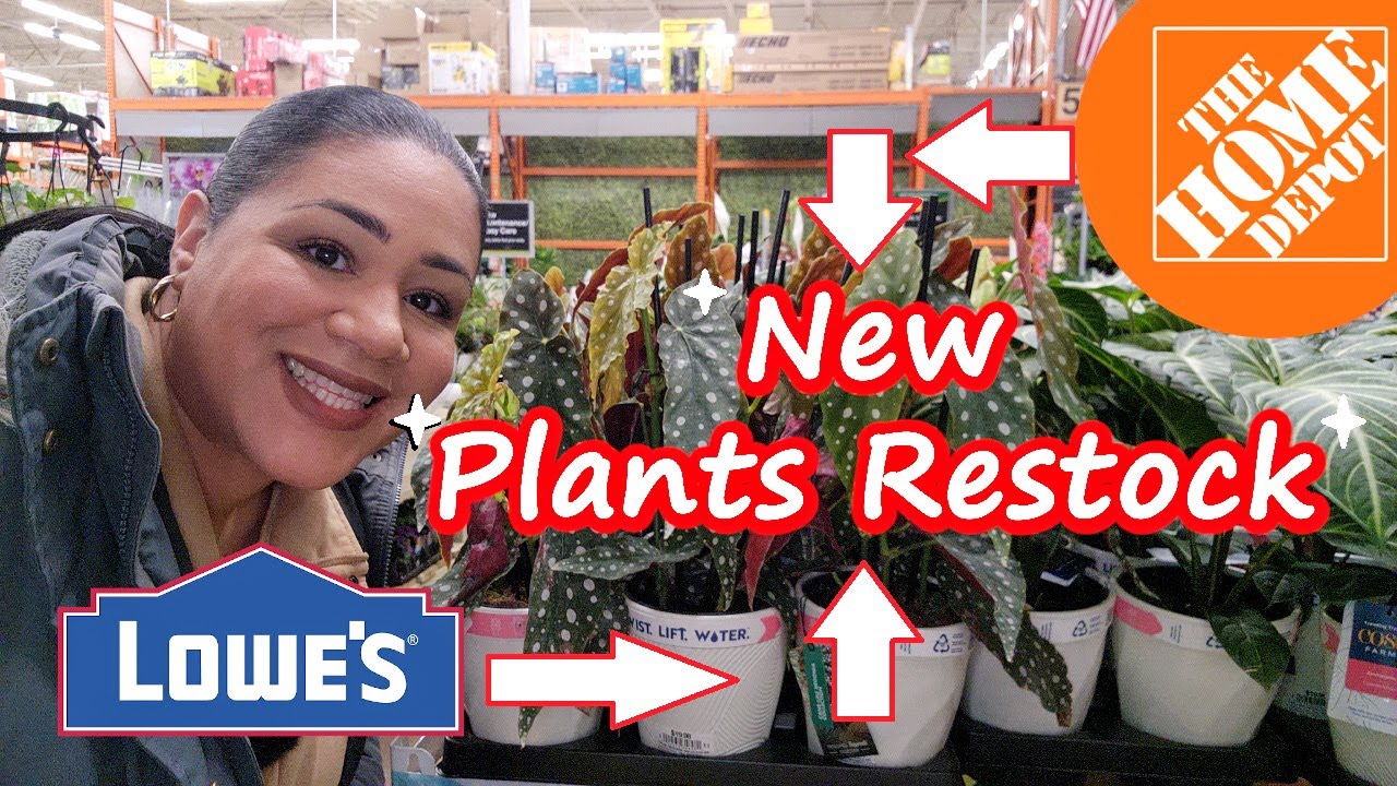 Поиск комнатных растений в Home Depot и Lowe's🌿 | Неожиданное пополнение запасов в Costa Farms!