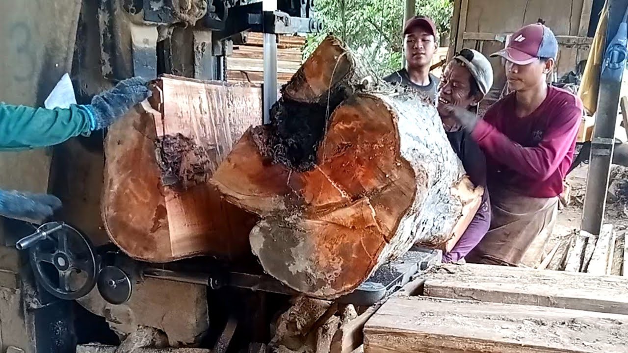 Menggergaji Kayu durian busuk