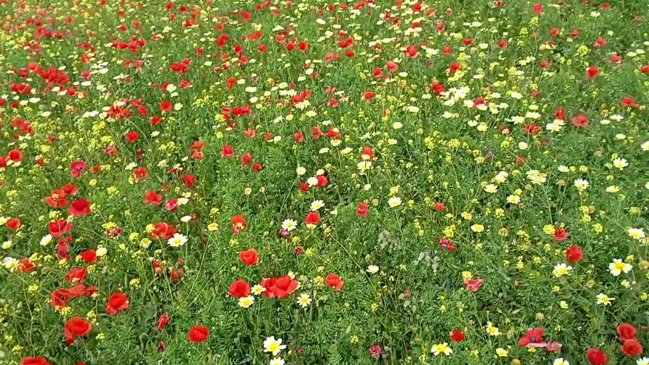03/05/2025 قطعه ارضيه تتر محافظه مساحتها 1800 م ثمنها 2 مليون ونصف هاتف 0666467992