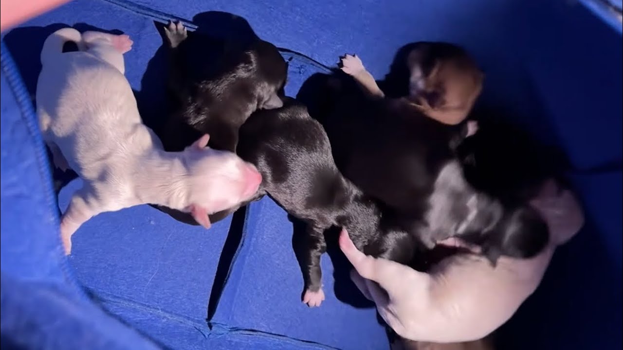 Wunderrettung! Sie haben diese neugeborenen Welpen vor einer M&uuml;llkippe gerettet ...