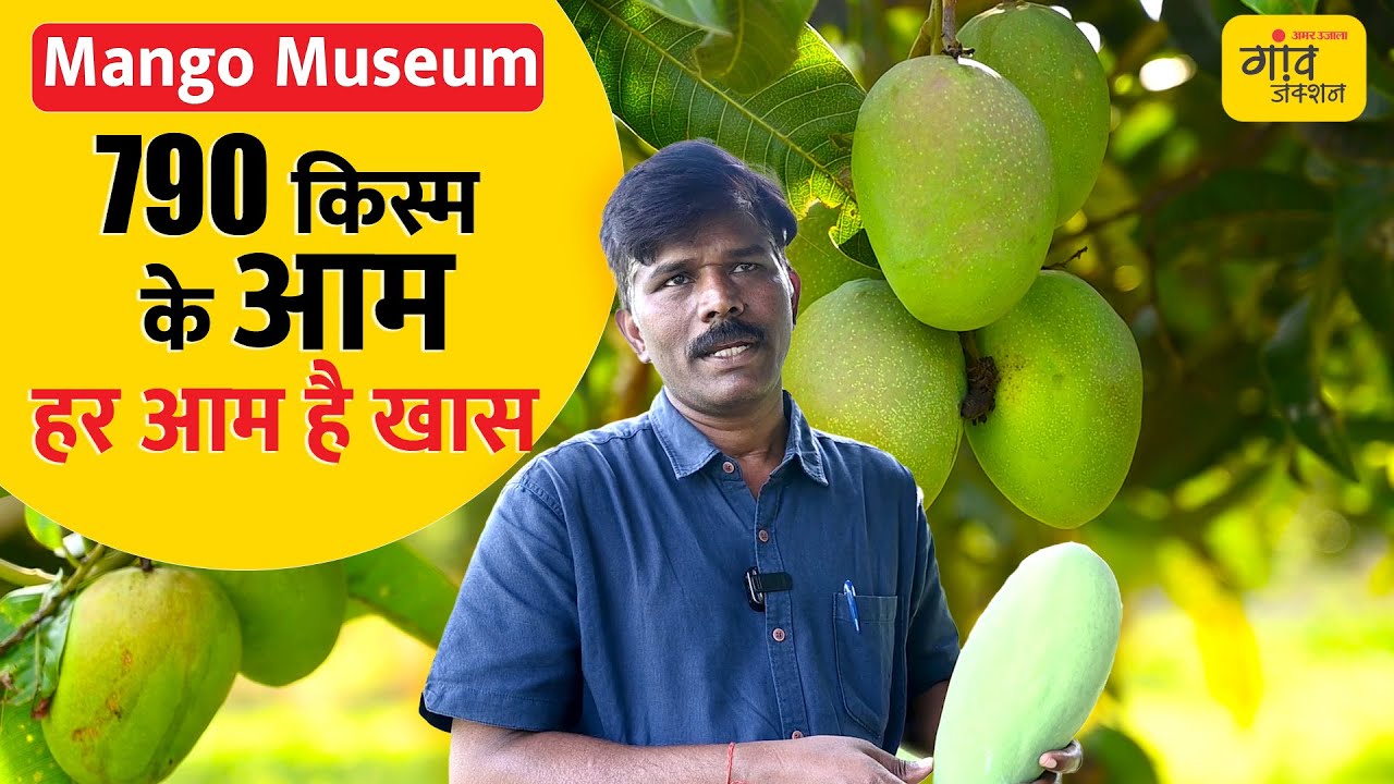 2KG से लेकर 25gm का आम, इस फील्ड जीन बैंक में आम की पूरे भारत की वैरायटी | Gaon Junction LIVE