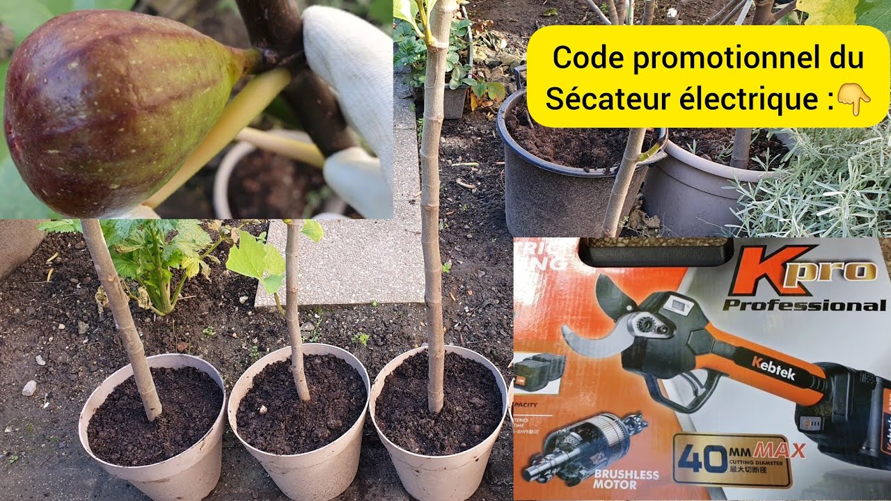 Comment multiplier le figuier pour une fructification plus rapide ? 2024