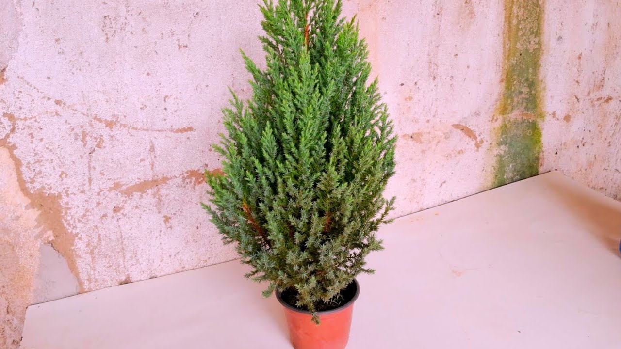 Tuia strikcta holandesa😍 Como cultivar em vaso e chegar a 5 metros r&aacute;pido.