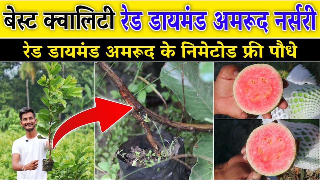 बेस्ट क्वालिटी रेड जापानी अमरूद प्लांट नर्सरी Best quality red japani Red diamond nometed free plant