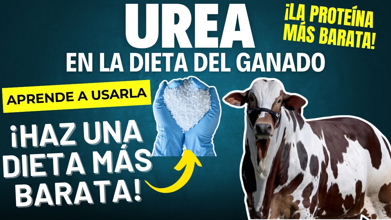 UREA: LA PROTEÍNA MÁS BARATA PARA TU GANADO 🐂✅ | APRENDE A USARLA SIN PELIGRO 👌🏻