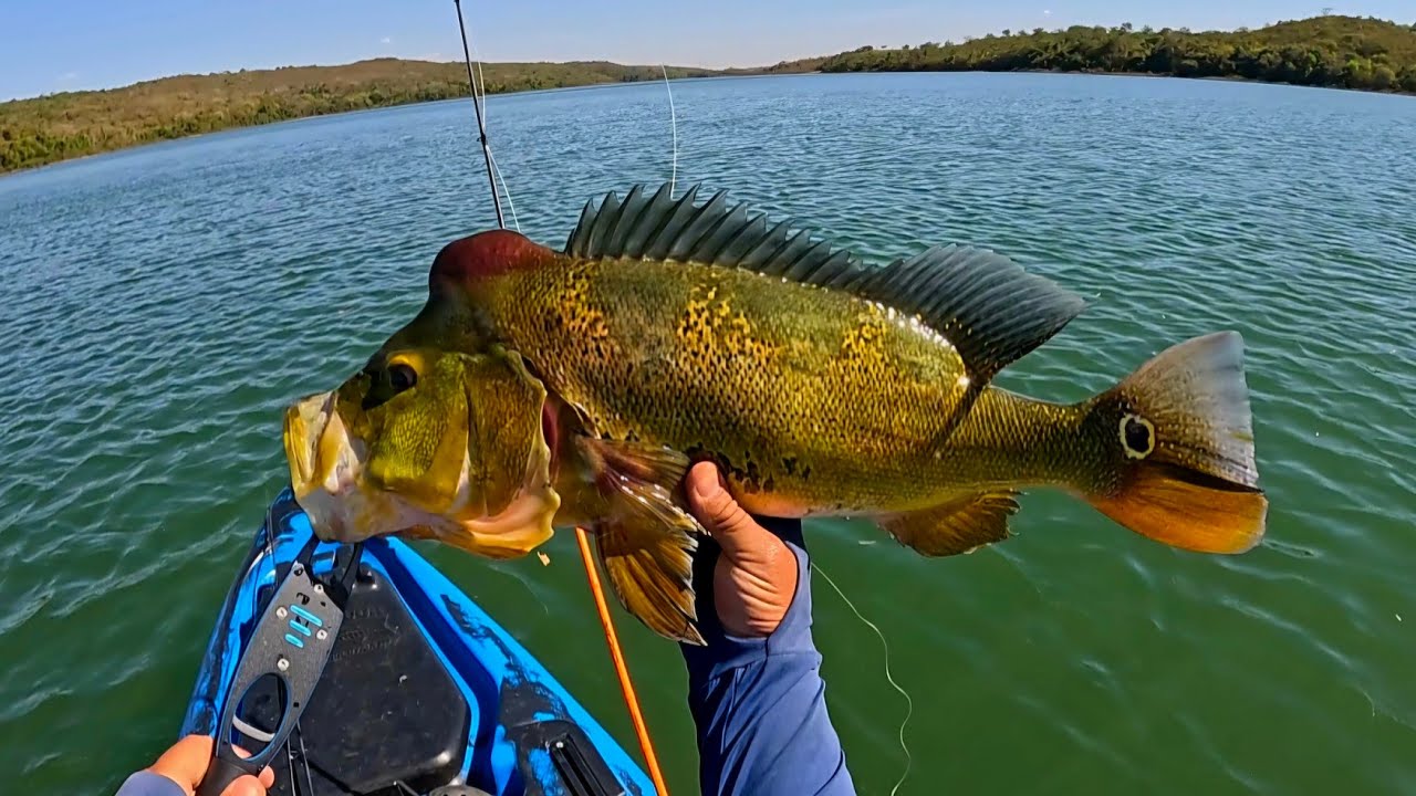 Peguei meu maior tucunare de 2025, outro record.  Lago Corumba 4 - Go