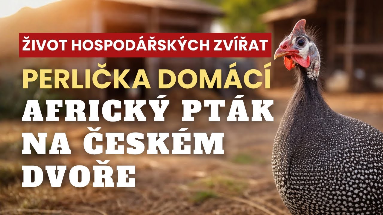 Perlička domácí: Divoký hlídač dvora – pravda, kterou většina lidí nezná