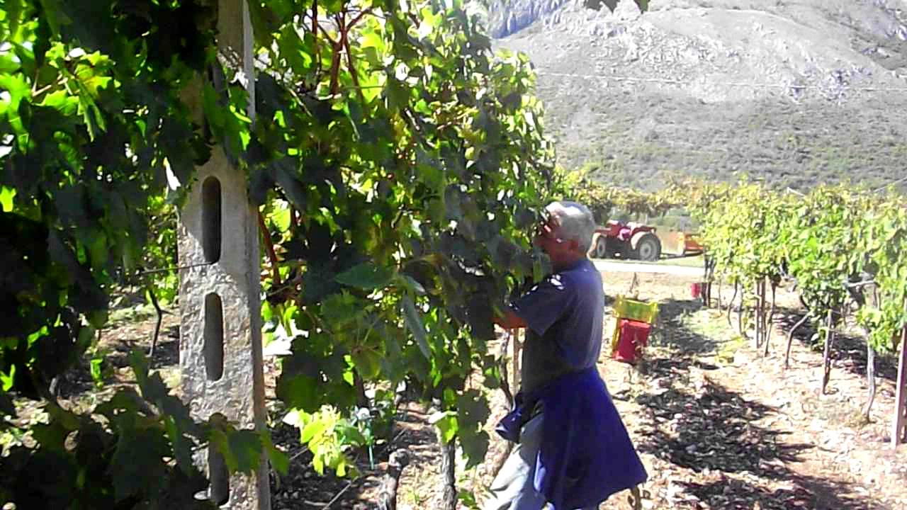 OFENA 08/10/2011 LA VENDEMMIA