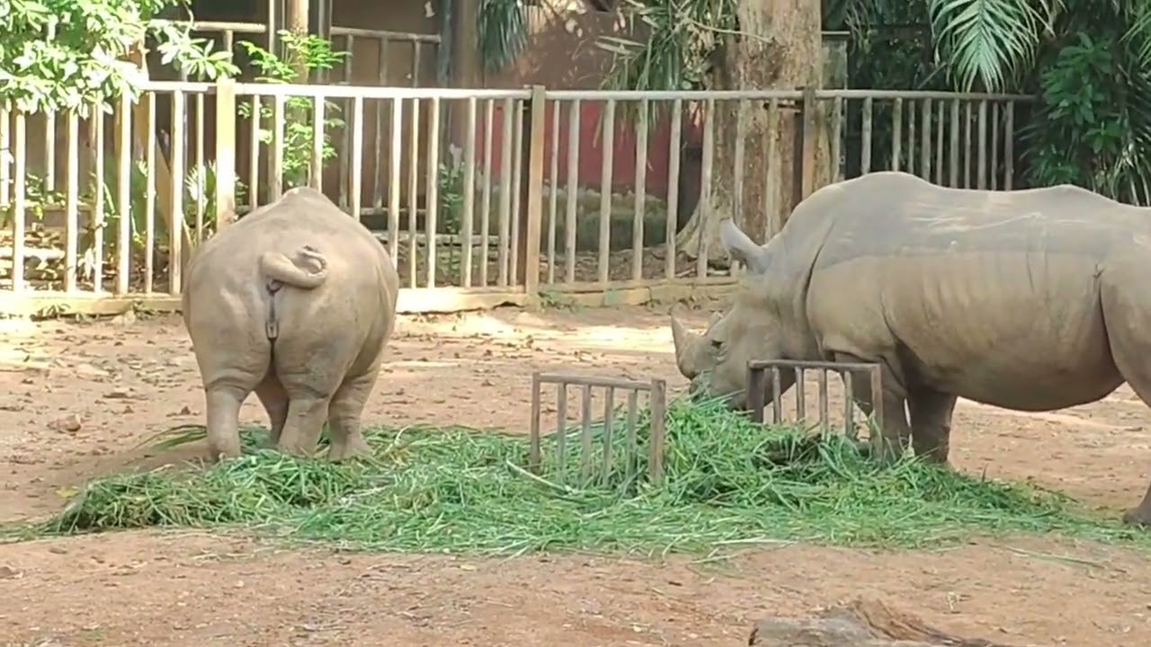 Rhino 🦏