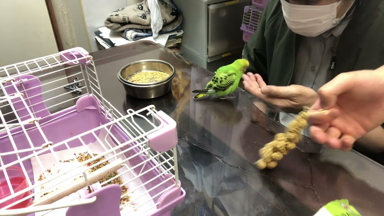 ⑶セキセイインコのピーちゃんの面会