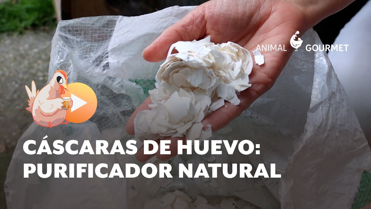 Cascaras de huevo: Purificador natural
