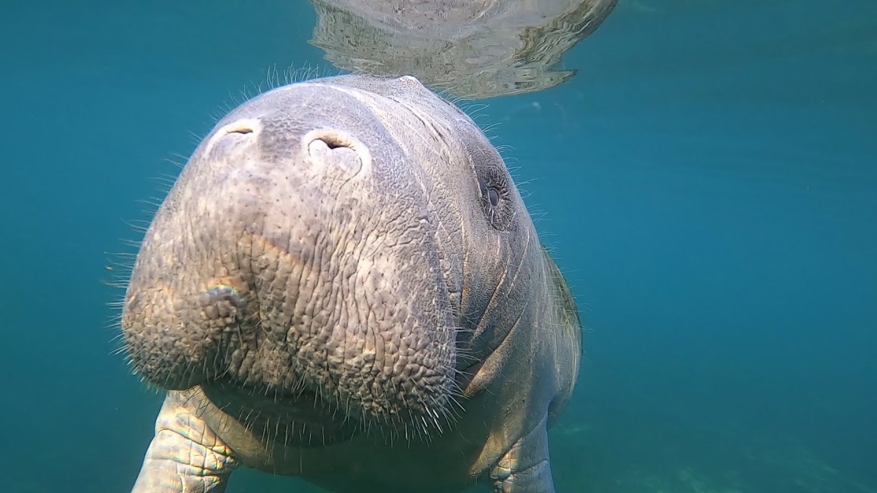 Manatee Kiss