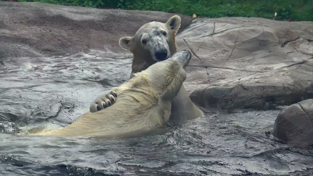 Polar Bear Nora Meets Her Half-Sister Amelia Gray