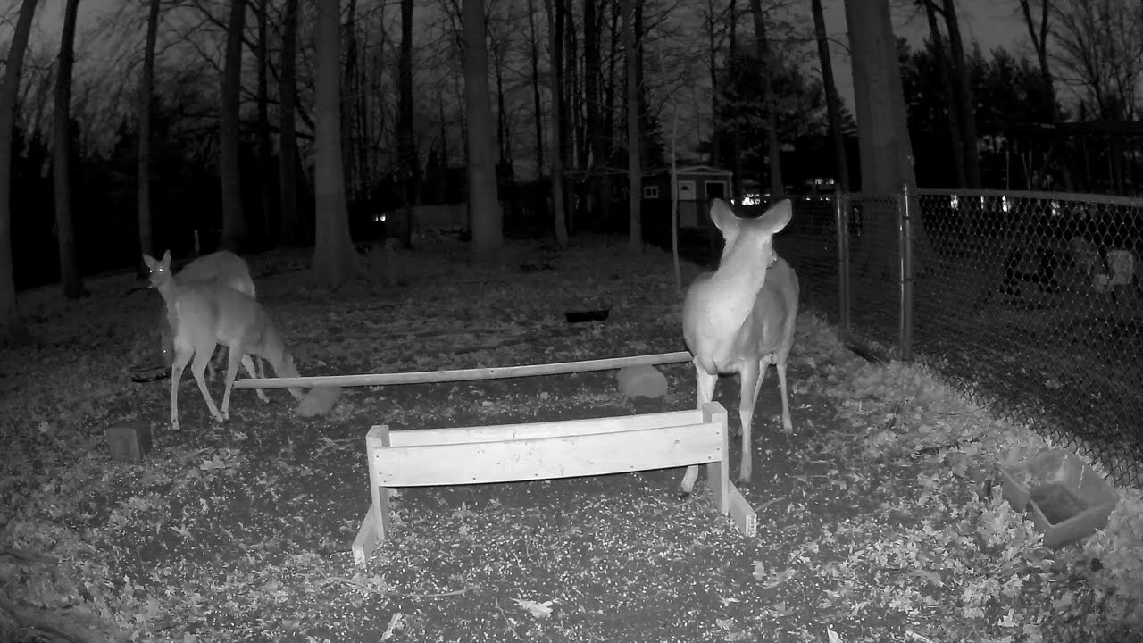 Deer cam 2/22 2026