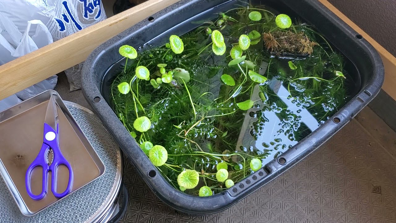 【無限増殖！？】1年放置したアナカリスを刈ってみました