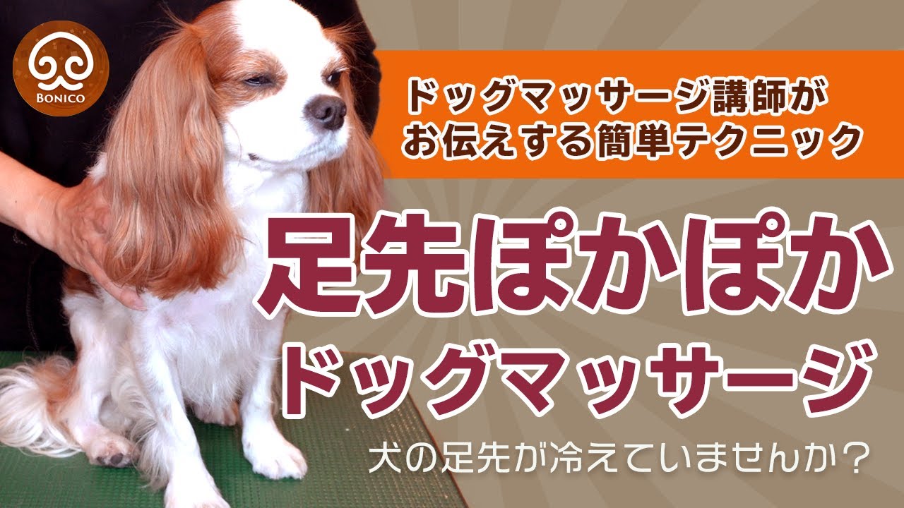 足先が冷えている犬のための簡単マッサージテクニック【ドッグマッサージ】