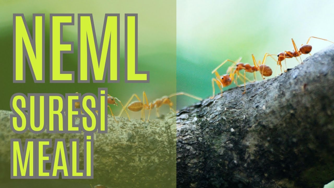 Neml Suresi meali l Altyazılı l 4K HD