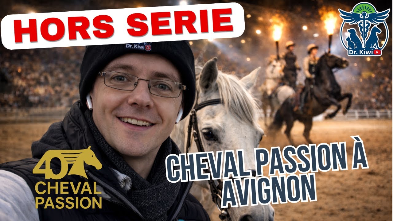 Cheval Passion : aimer le cheval, c’est travailler avec lui 🐴✨