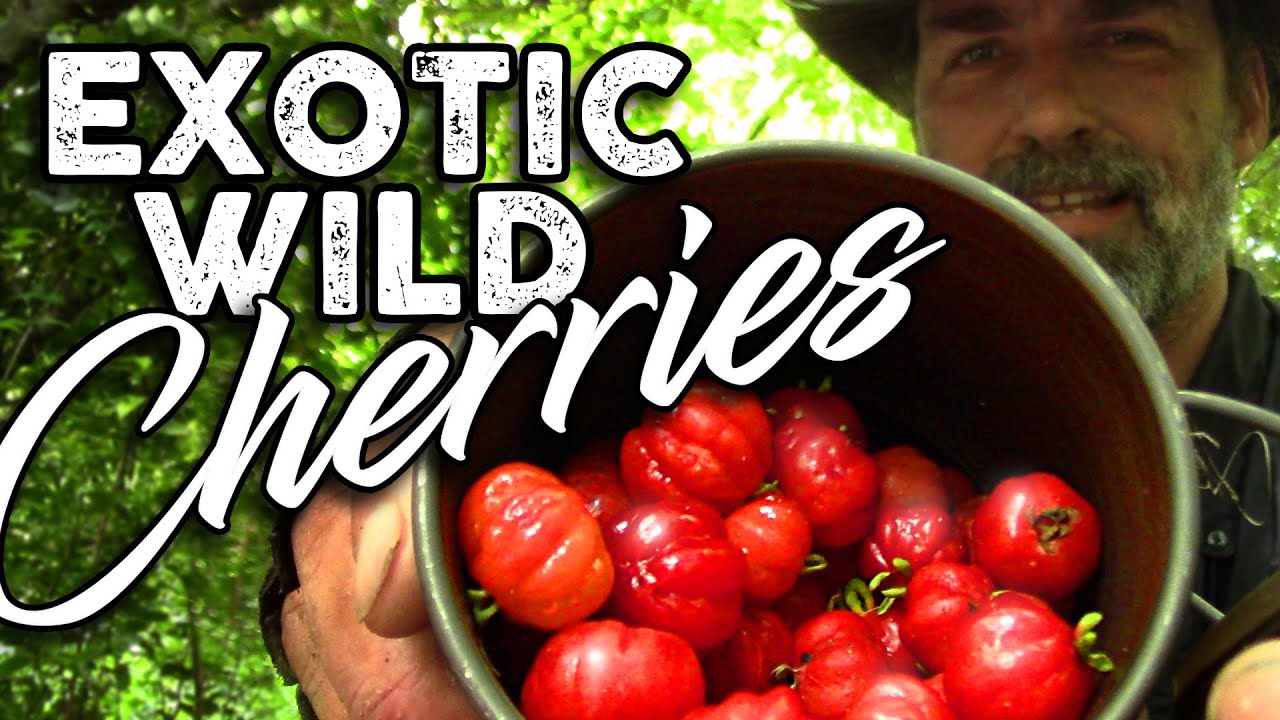 Exotic Cherries in Florida 