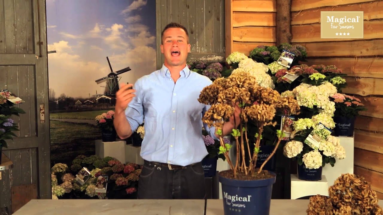 Magical Four Seasons - Hoe en wanneer snoei ik mijn hortensia?