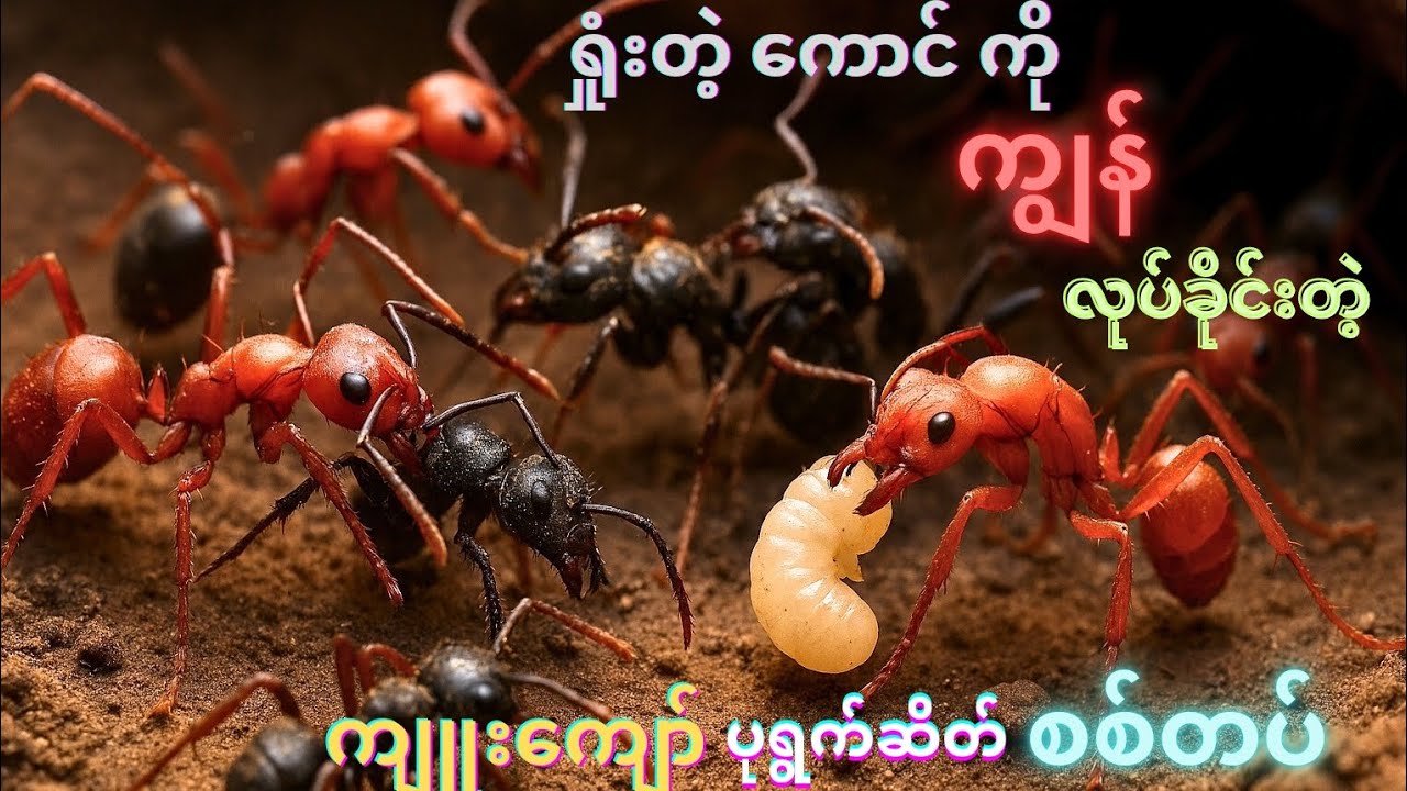 စစ်ရှုံးတဲ့ ကောင်ကို ကျွန် ပြုတဲ့ ကျူးကျော်ပုရွက်ဆိတ်စစ်တပ်