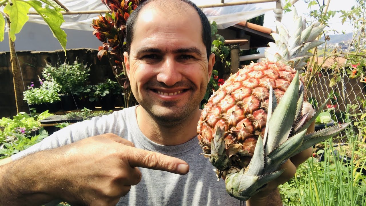 COMO PLANTAR ABACAXI EVITANDO A BACTÉRIA DA PODRIDÃO NEGRA