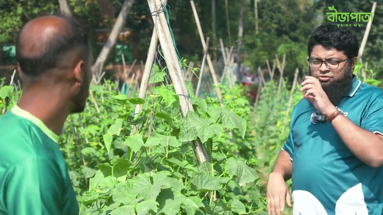 শষা চাষে হতে হবে সচেতন নিতে হবে প্রশিক্ষণ,,, তাহলে কৃষক পাবে ভালো ফলন,,
