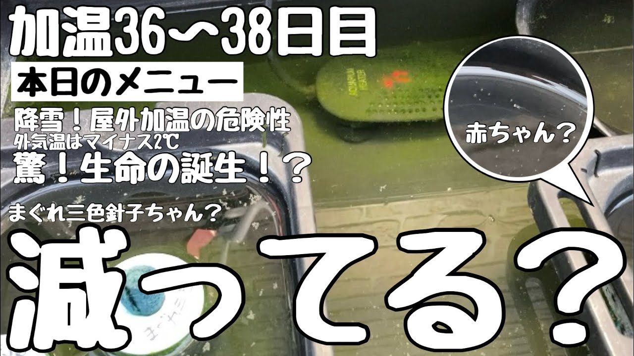 【選外坂出三色】き、緊急事態の中で希望もありました