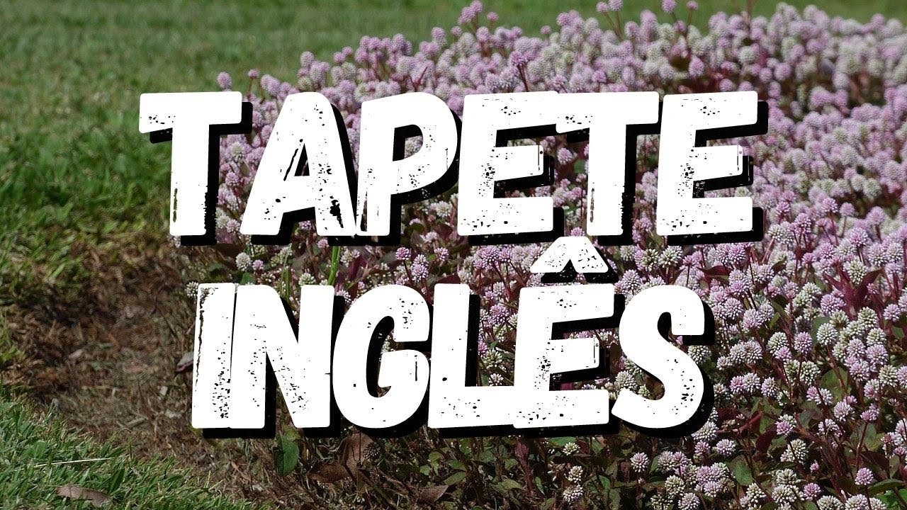 Tapete Ingl&ecirc;s: Um Guia Completo Desta Planta