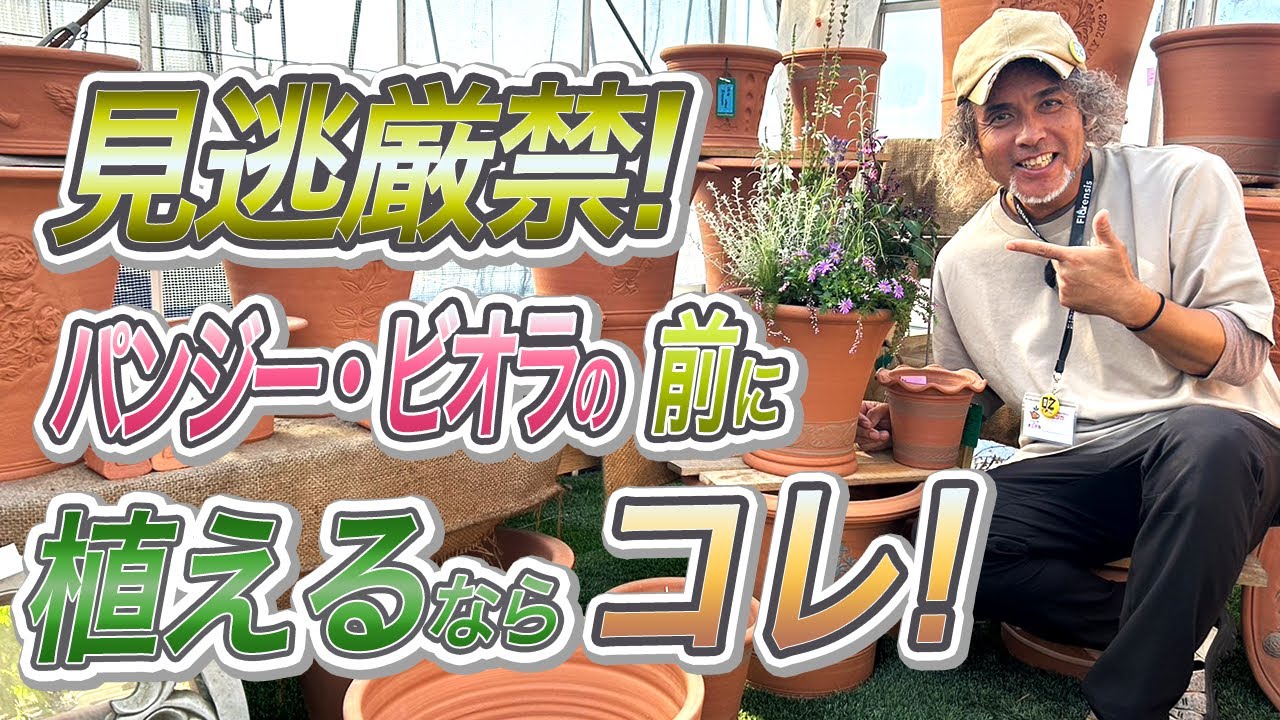 秋のお花でおしゃれ寄せ植え  ガーデニング(園芸)をウィッチフォードとラベンダーでオニちゃん流に楽しむ♪