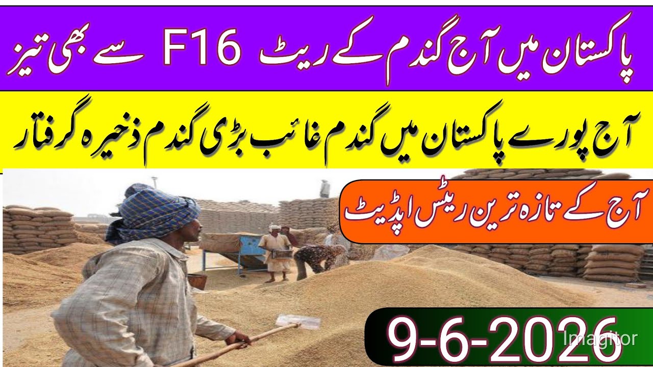 New Gandum Rates Today 2026 || New Wheat Price Today || Gundam kay RatesToday 2026