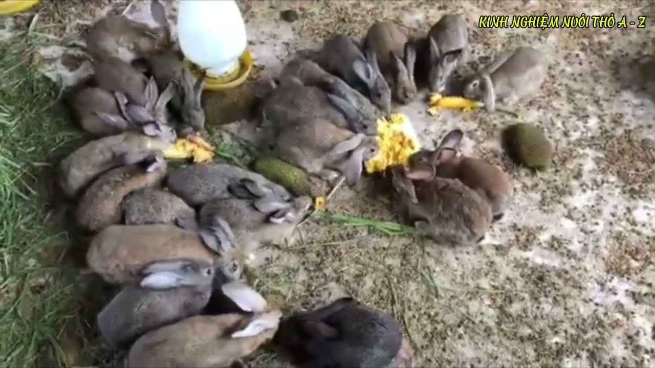 HƯỚNG DẪN NUÔI THỎ THẢ VƯỜN VÀ THỎ RỪNG ĐƠN GIẢN 
