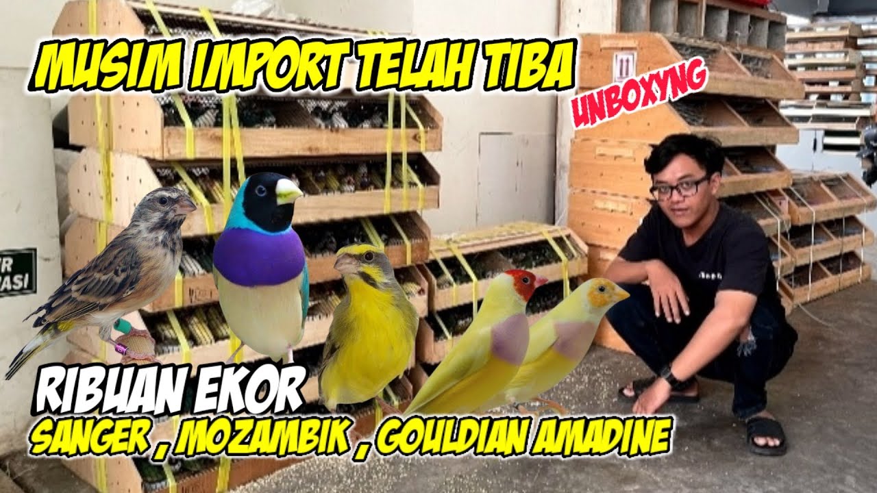 Musim Imporan Telah Tiba,UNBOXYNG Sanger,Mozambik & GA #sanger #kenari
