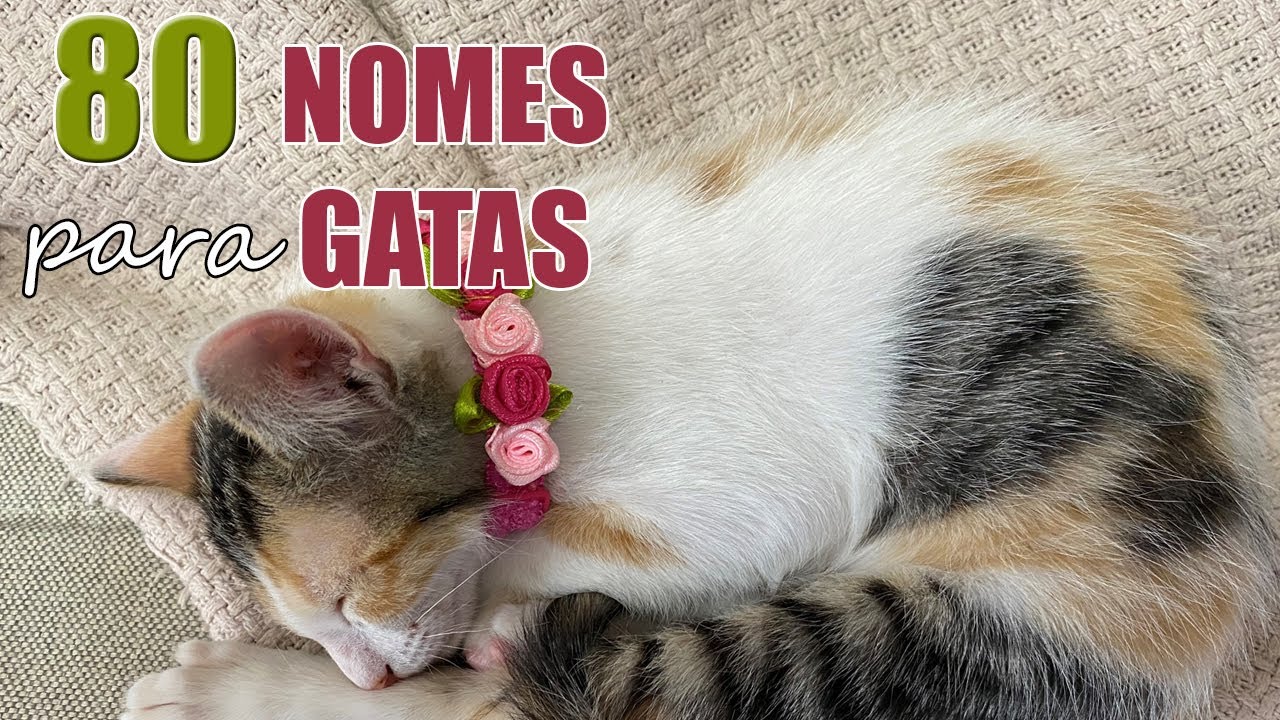 80 ideias de nomes para gatas (fêmeas)
