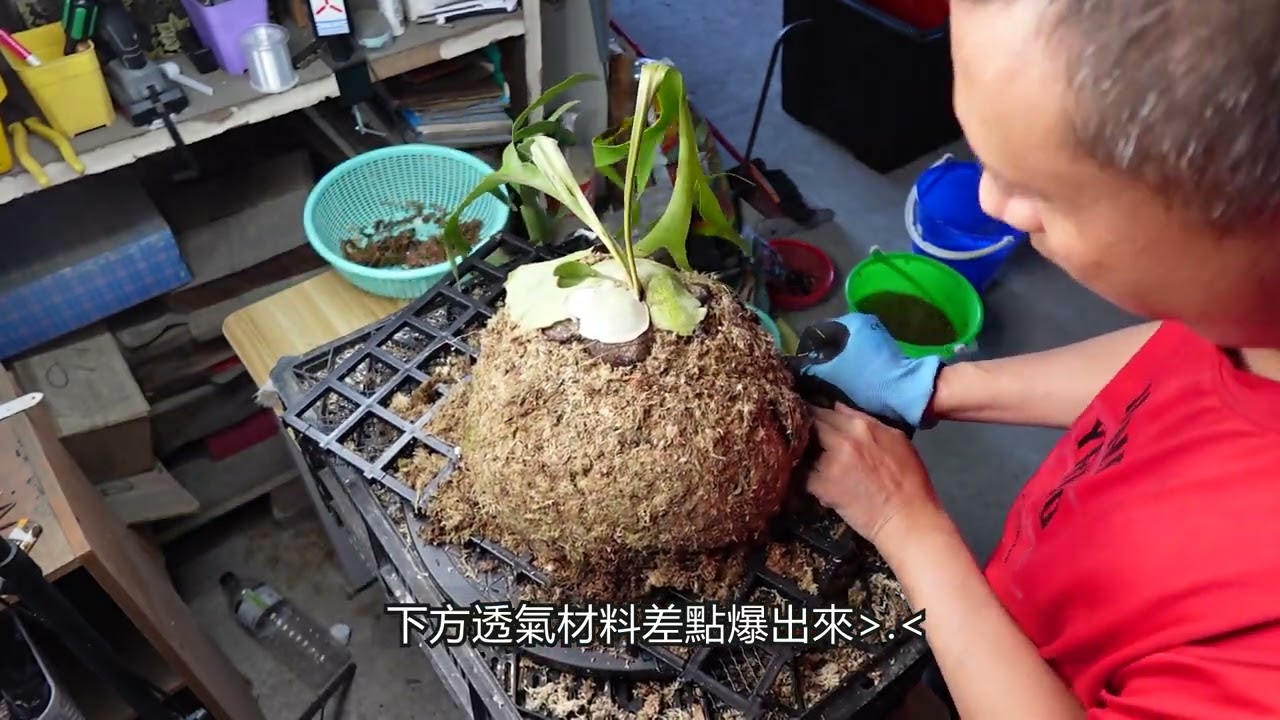 檳榔園中可愛的鹿角蕨-上板囉!!