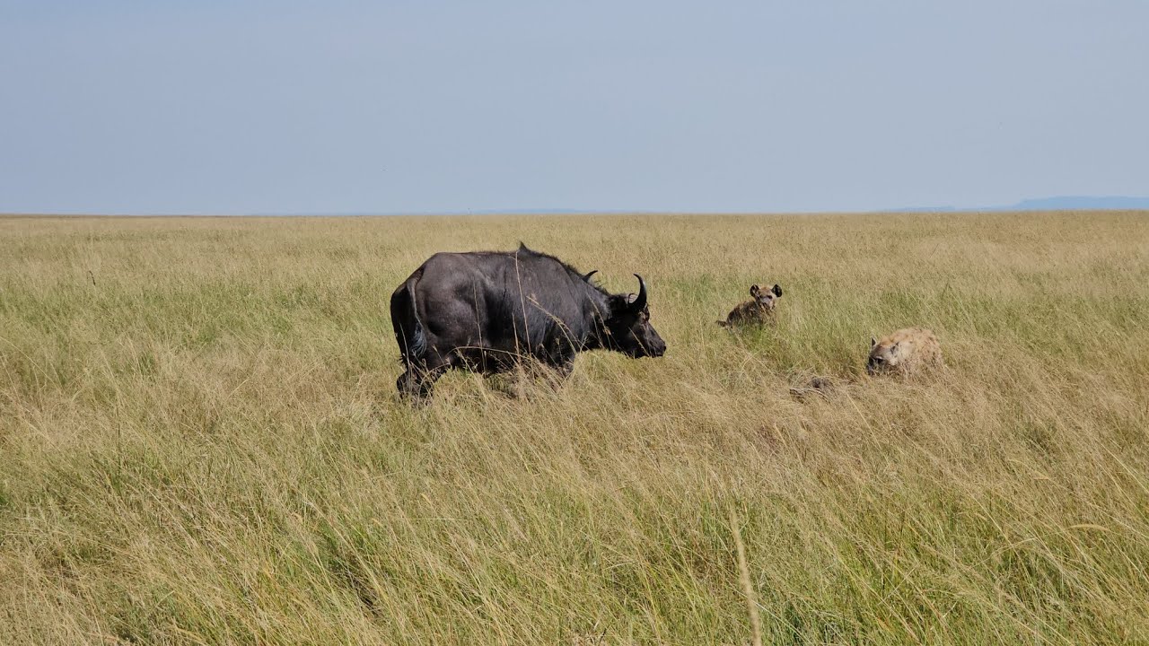 Sad moment as hyenas snatch buffalo calf from mother #wildlife #travel #wildlifephotography