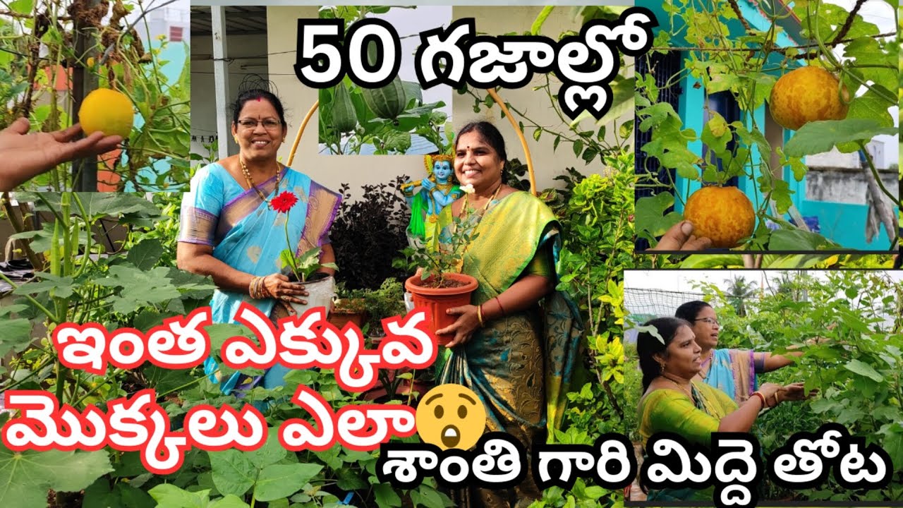 50 గజాల్లో ఎక్కువ మొక్కలు పెంచడం ఎలాగో శాంతి గారి మిద్దె తోటలో చూద్దాం#@Aadilakshmi terres  garden#