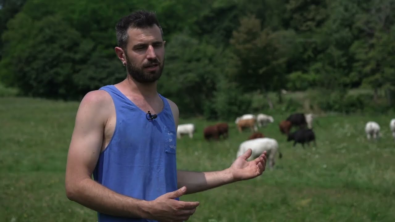 Nutrizione al pascolo di bovini in accrescimento. Fattoria 