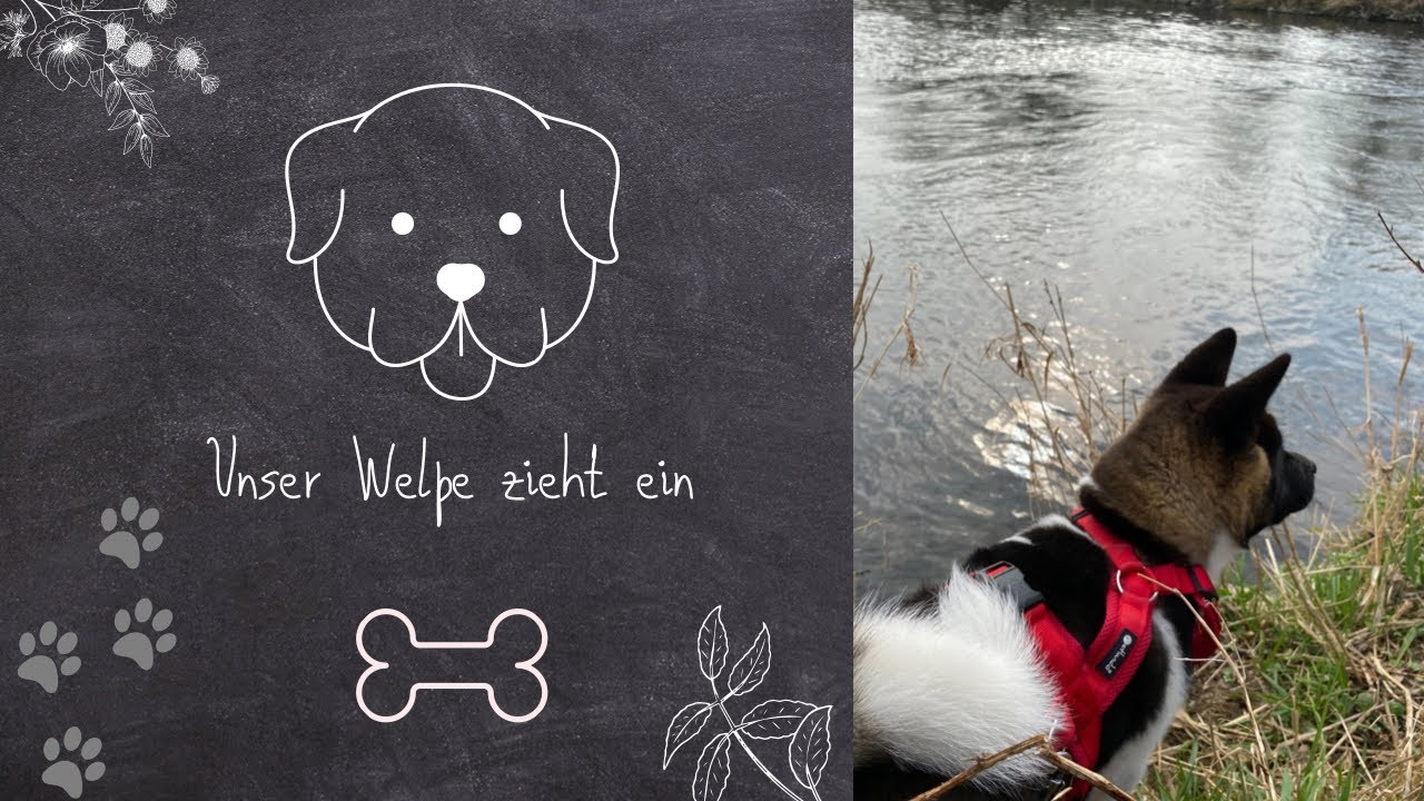 Unser Welpe zieht ein | Der erste Tag von Layla dem amerikanischen Akita Inu