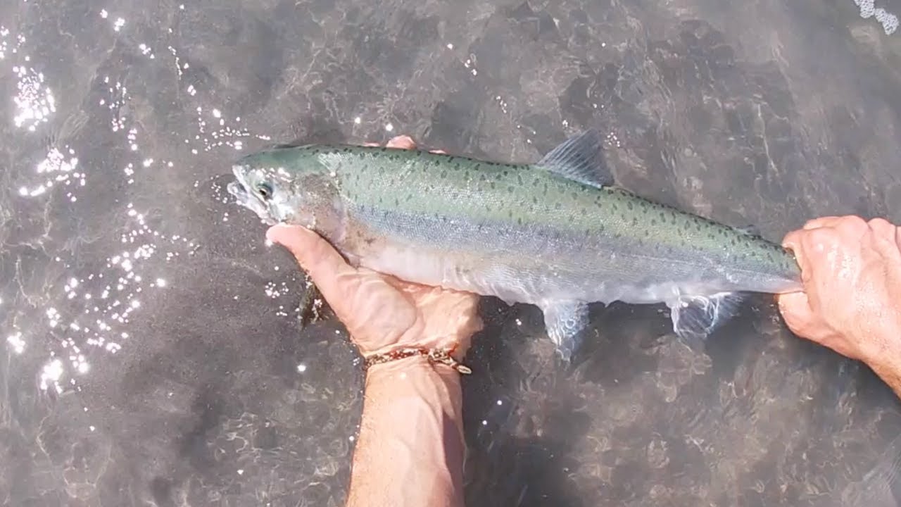 Catching Pink Salmon EVERY CAST (Fly Fishing on the Squamish River)