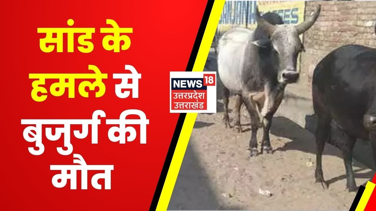 Hindi News | Amethi में सांड का तांडव, सांड के हमले में 3 लोग घायल, 1 बुजुर्ग की मौत | UP News