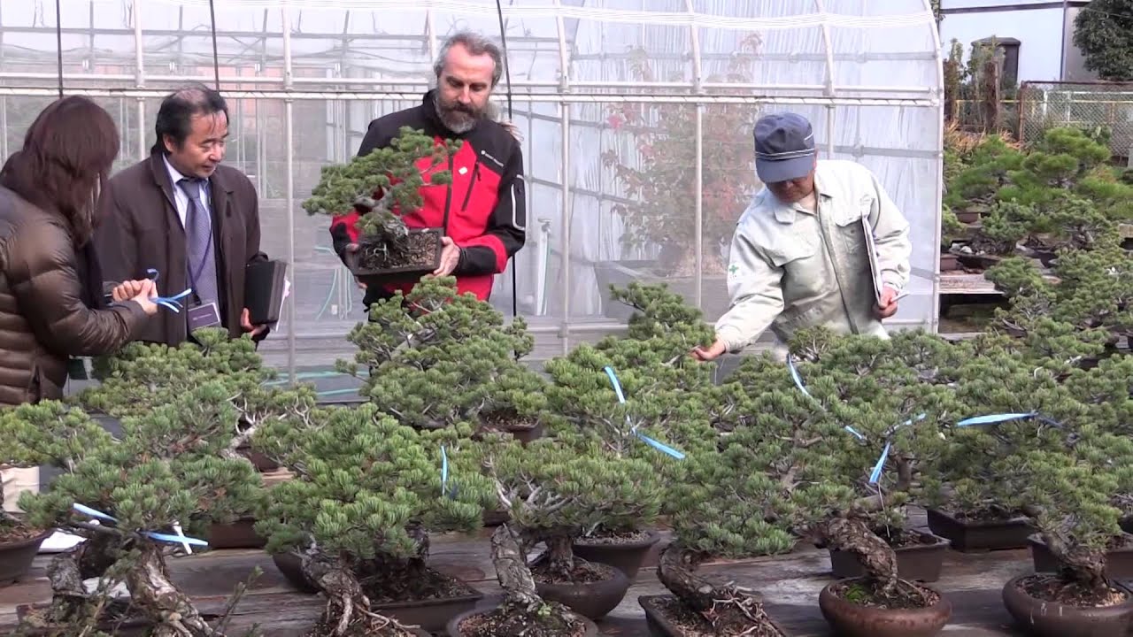 Sanshoen Bonsai Export　山松園