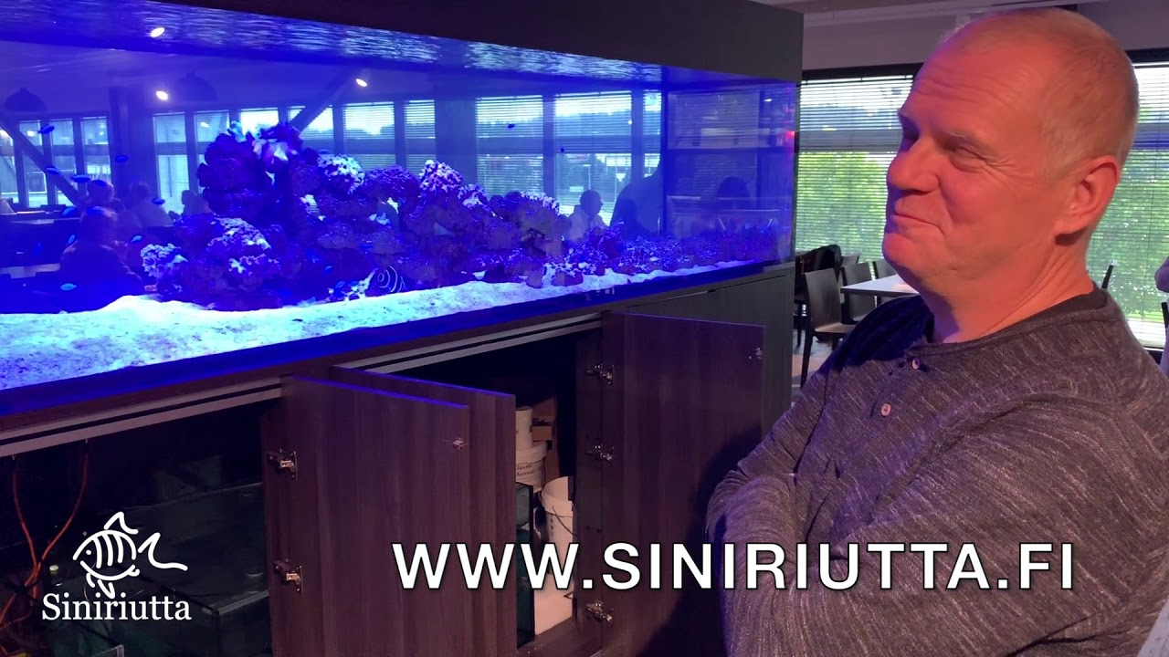 Siniriutta Lemmikki 2019