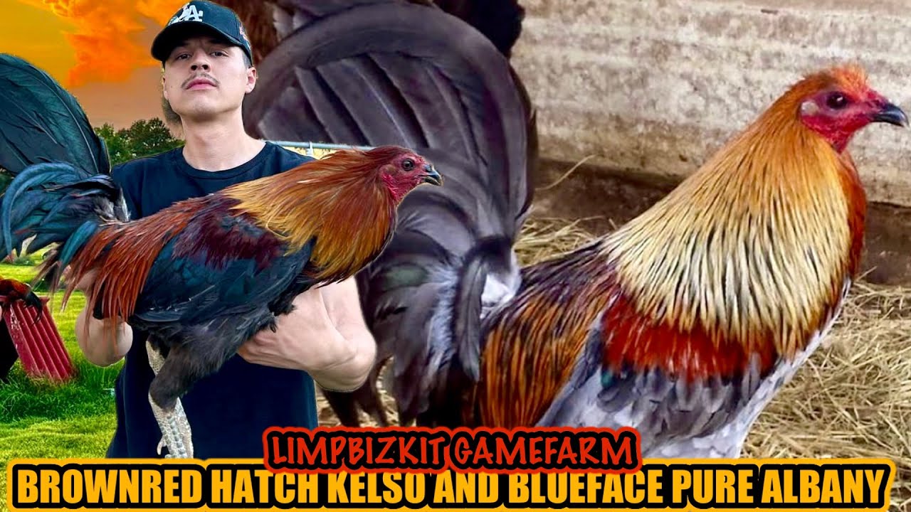 Brownred Hatch Kelso And Blueface Pure Albany ~ LIMPBIZKIT GAMEFARM