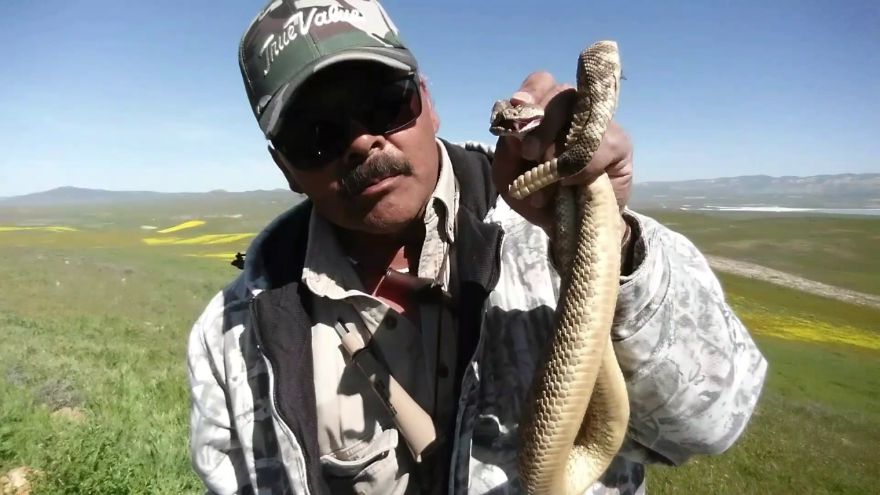 Rattlesnake Bite Survival 101