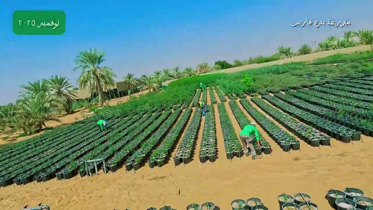 تطور مزرعة بدع فارس - Development of the Bada' Fares Farm 2025