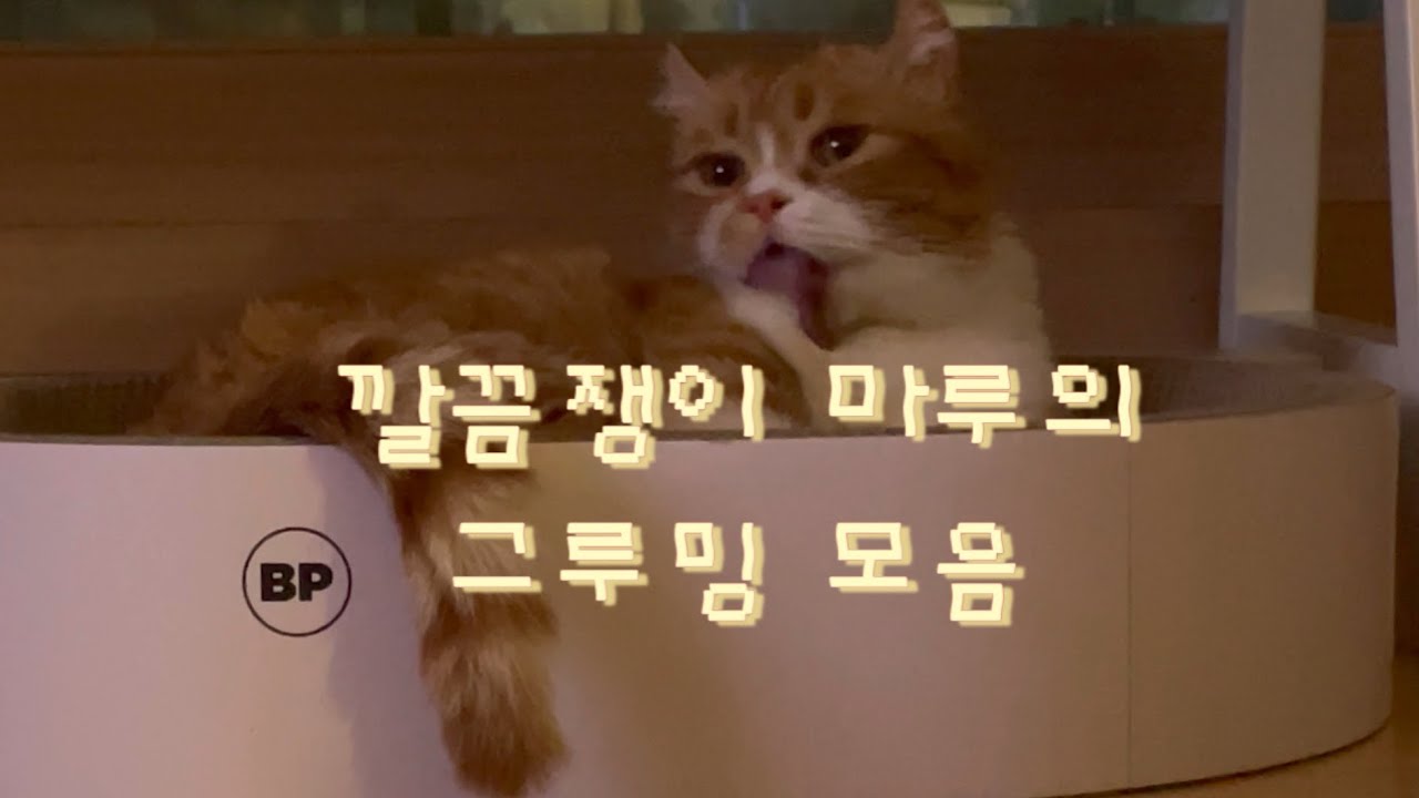 마루의 그루밍 모음 | 깔끔쟁이 마루의 귀여운 그루밍 모습 🐈 | 먼치킨 치즈냥 마루🧀🤍